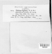 Calicium tigillare image